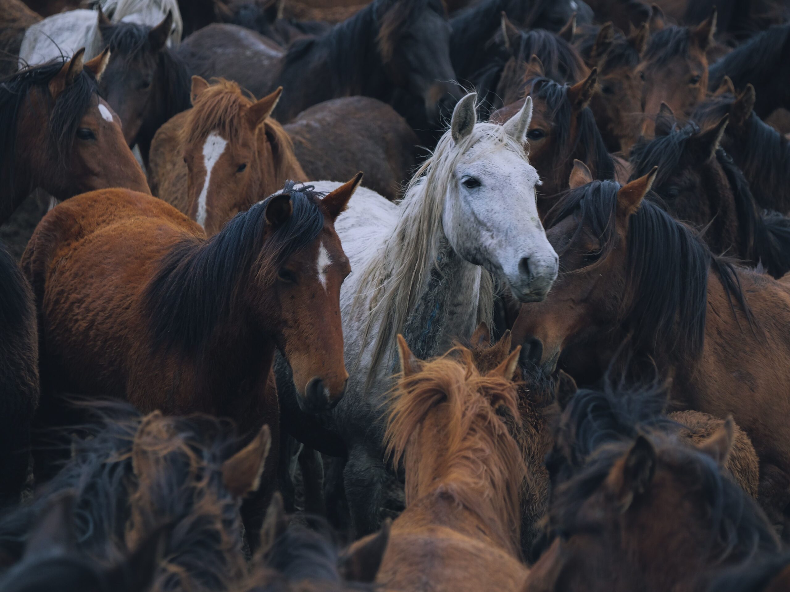 La Mostra del Cavallo a Città di Castello