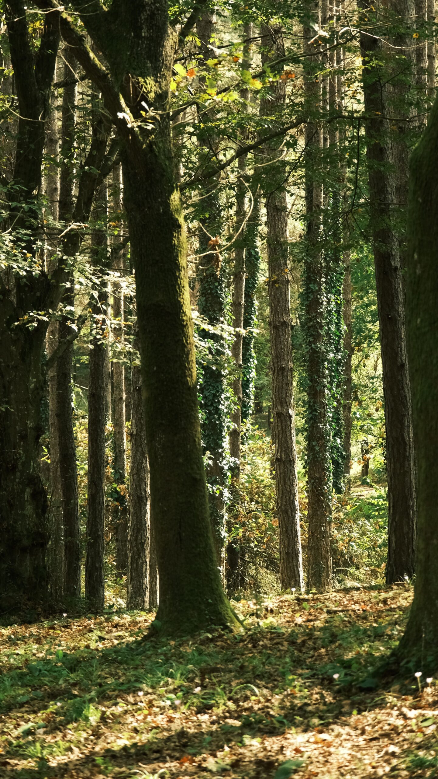 I cammini del silenzio in Umbria