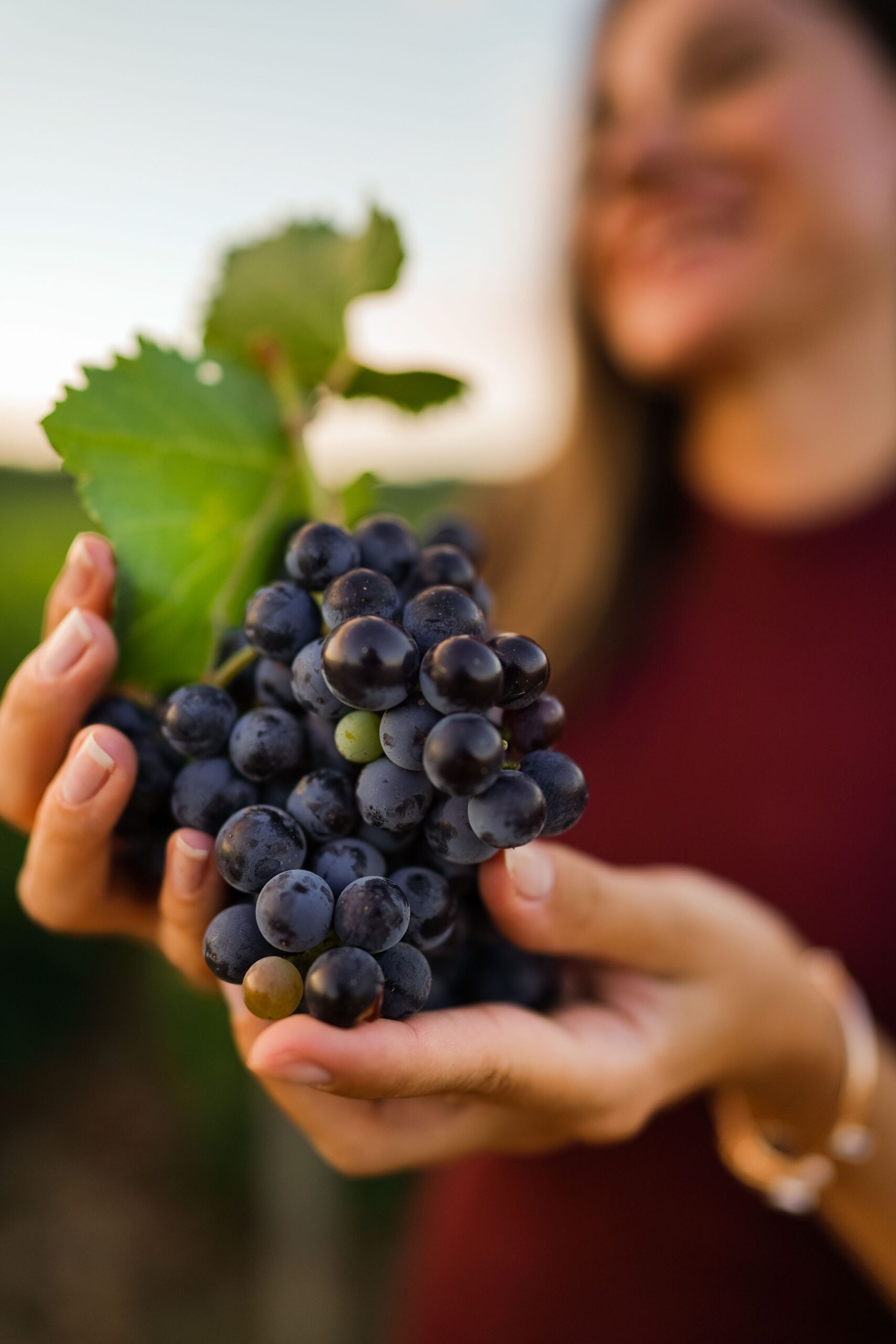 Vendemmia sulla Strada del Sagrantino