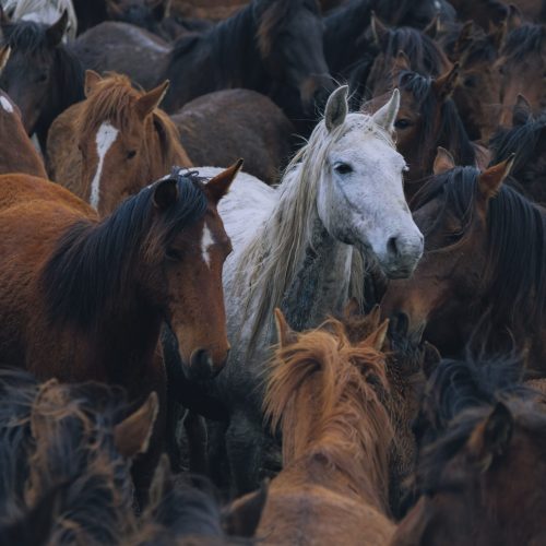 La Mostra del Cavallo a Città di Castello