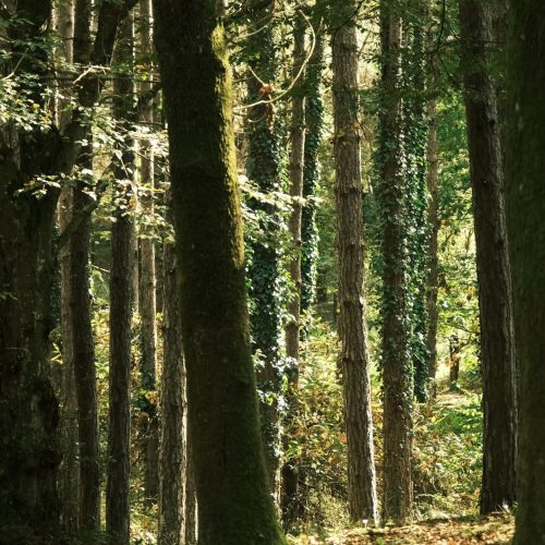 I cammini del silenzio in Umbria